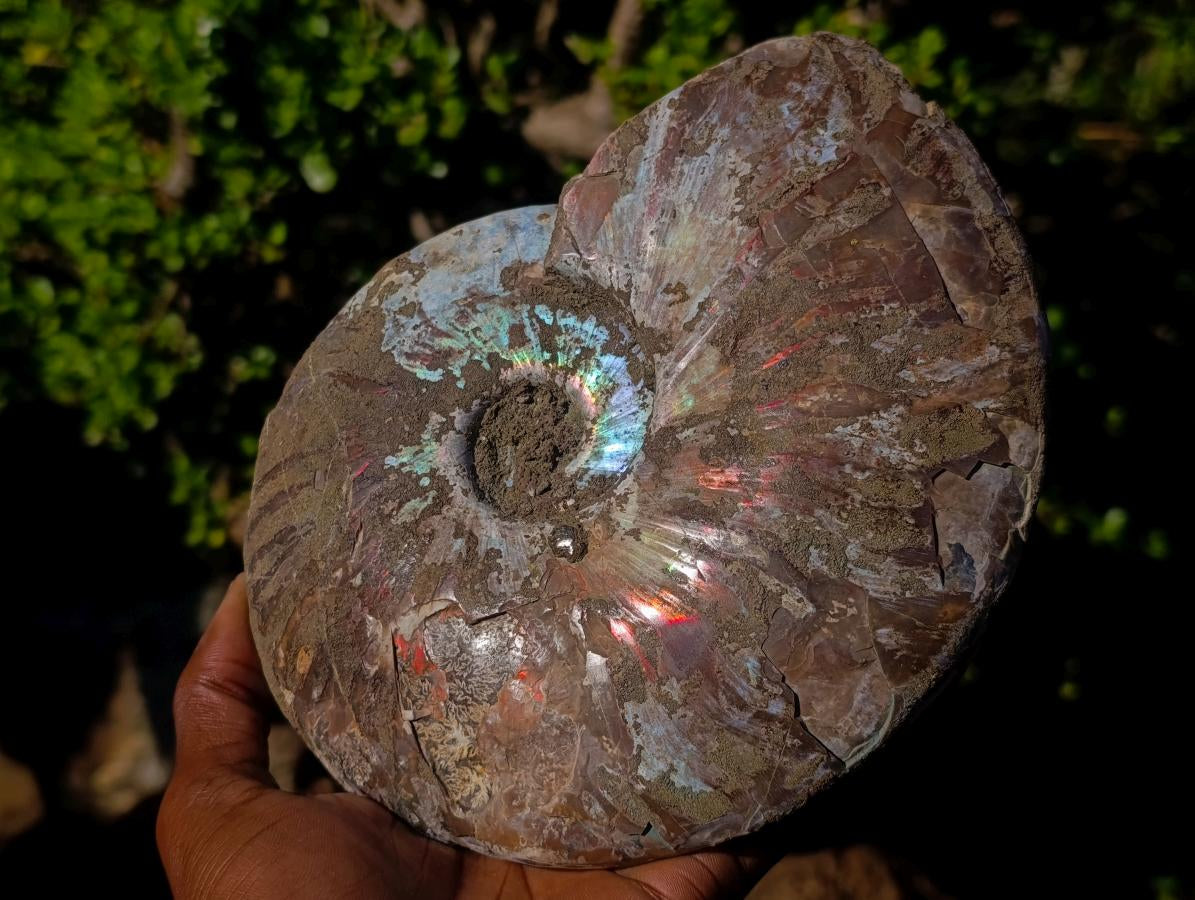 Polished and Natural Red Ammolite Cleoniceras Opalized Ammonite Fossils x 2 From Maintirano, Madagascar