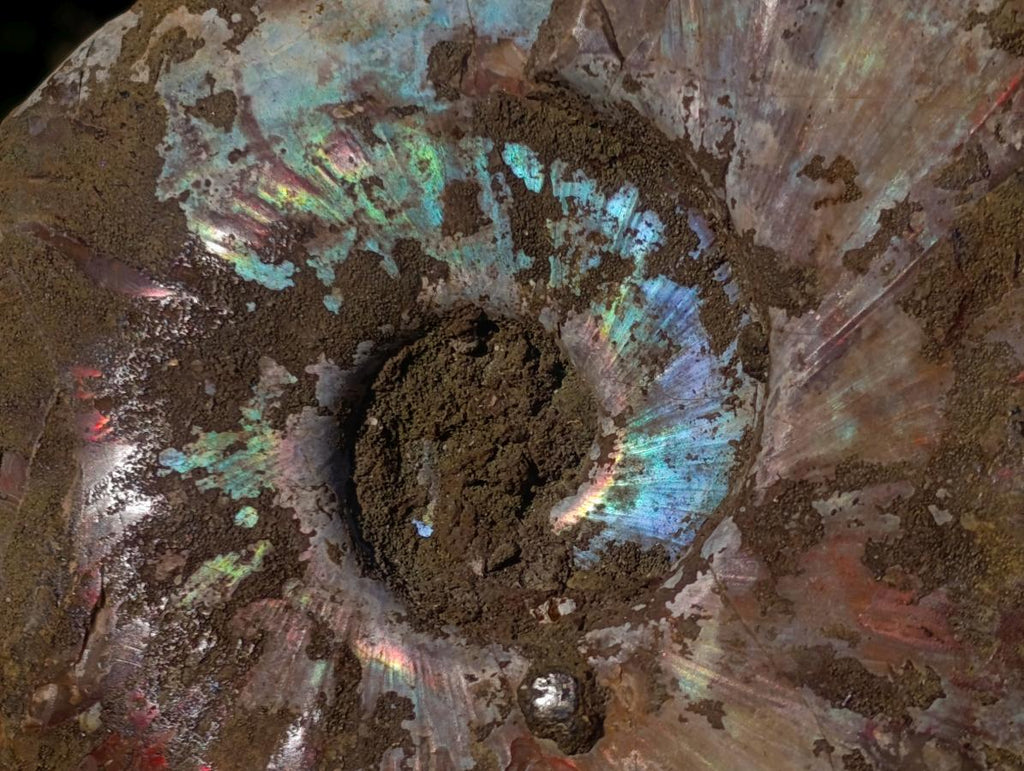 Polished and Natural Red Ammolite Cleoniceras Opalized Ammonite Fossils x 2 From Maintirano, Madagascar
