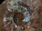 Polished and Natural Red Ammolite Cleoniceras Opalized Ammonite Fossils x 2 From Maintirano, Madagascar