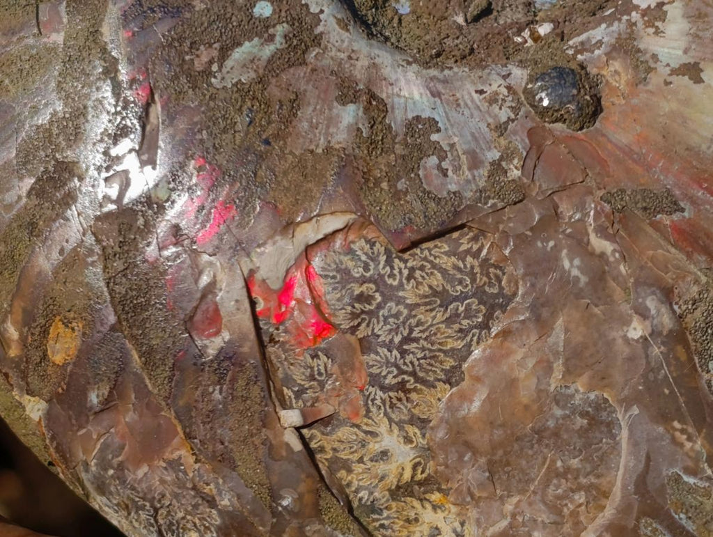 Polished and Natural Red Ammolite Cleoniceras Opalized Ammonite Fossils x 2 From Maintirano, Madagascar