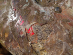 Polished and Natural Red Ammolite Cleoniceras Opalized Ammonite Fossils x 2 From Maintirano, Madagascar