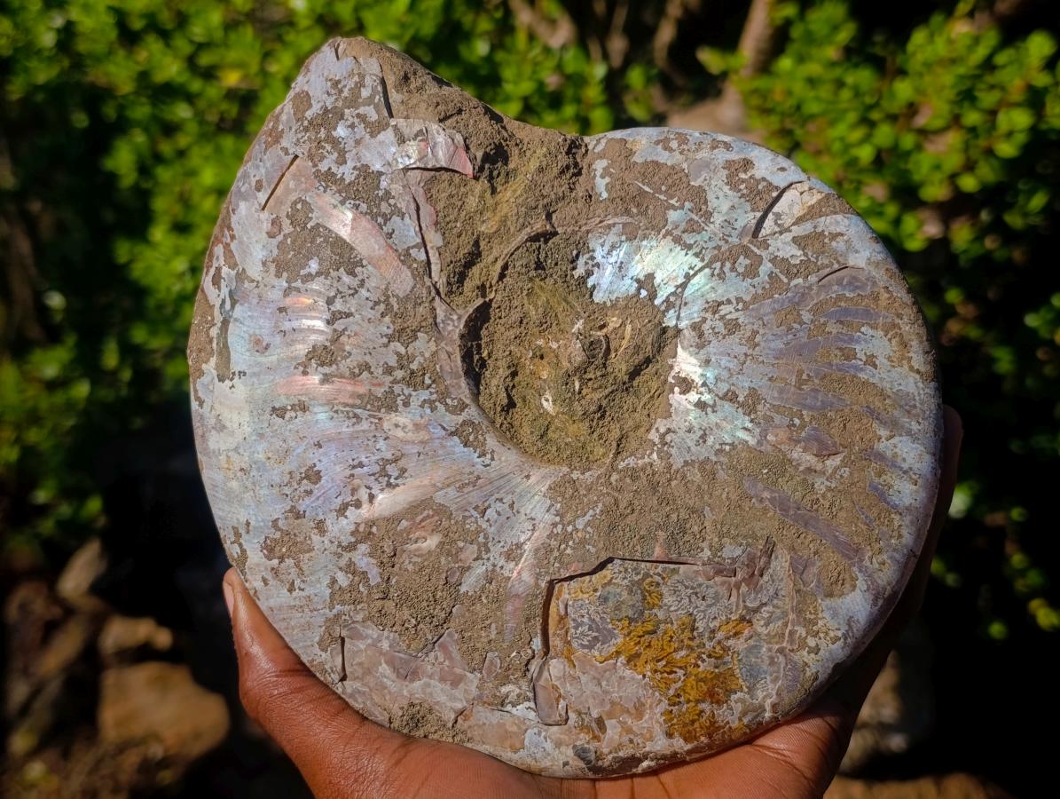 Polished and Natural Red Ammolite Cleoniceras Opalized Ammonite Fossils x 2 From Maintirano, Madagascar