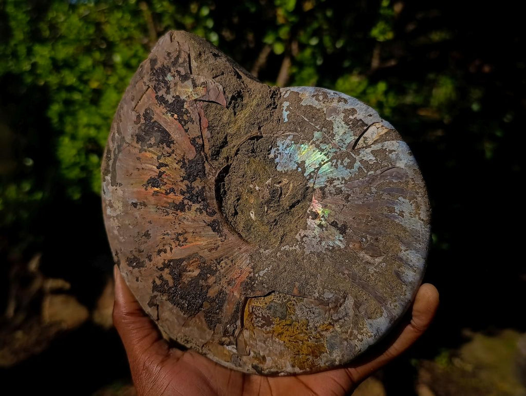 Polished and Natural Red Ammolite Cleoniceras Opalized Ammonite Fossils x 2 From Maintirano, Madagascar