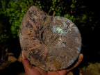 Polished and Natural Red Ammolite Cleoniceras Opalized Ammonite Fossils x 2 From Maintirano, Madagascar