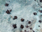 Natural Drusy Coated Chrysocolla Specimens with Dendritic Heterogenite on Dolomite x 6 From Lupoto Mine, Congo