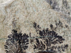 Natural Drusy Coated Chrysocolla Specimens with Dendritic Heterogenite on Dolomite x 6 From Lupoto Mine, Congo