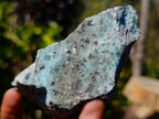 Natural Drusy Coated Chrysocolla Specimens with Dendritic Heterogenite on Dolomite x 6 From Lupoto Mine, Congo