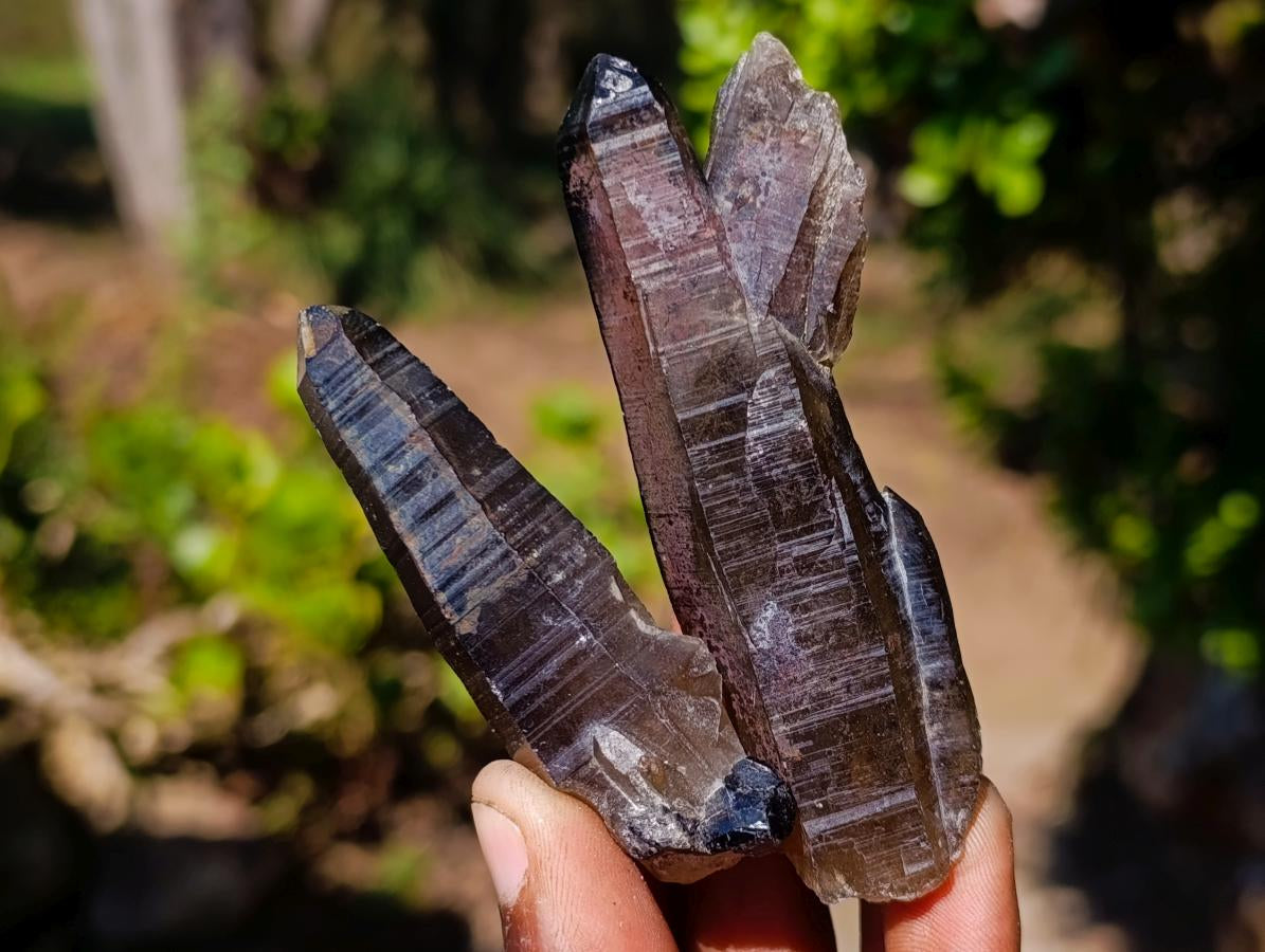 Natural Smokey Quartz Crystals x 43 From Erongo, Namibia