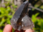Natural Smokey Quartz Crystals x 43 From Erongo, Namibia