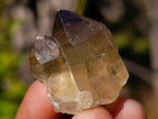 Natural Smokey Quartz Crystals x 43 From Erongo, Namibia