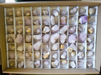 Natural Spirit Amethyst Crystals and Clusters x 70 From Boekenhouthoek, South Africa