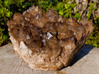 Natural XL Dark Smokey Quartz Cluster x 1 From Luena, Congo