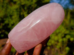 Polished Rose Quartz Standing Display Pieces x 6 From Zimbabwe