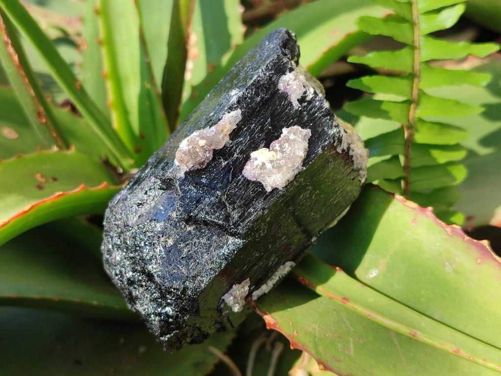 Natural Schorl Black Tourmaline Specimens x 12 From Erongo, Namibia