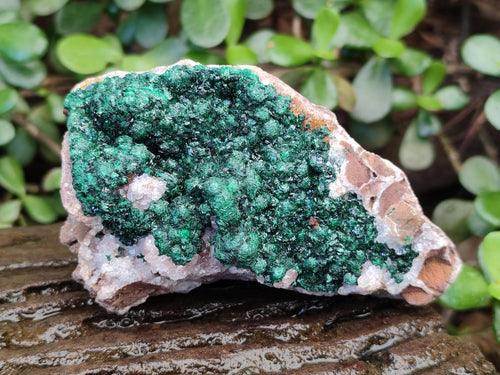 Natural Ball Malachite Specimens Coated with Drusy Quartz on Dolomite x 3 From Mindingi Mine, Kambove, Congo
