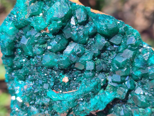 Natural Cabinet Size Dioptase on Dolomite Specimen x 1 From Mashamba East Mine, Congo
