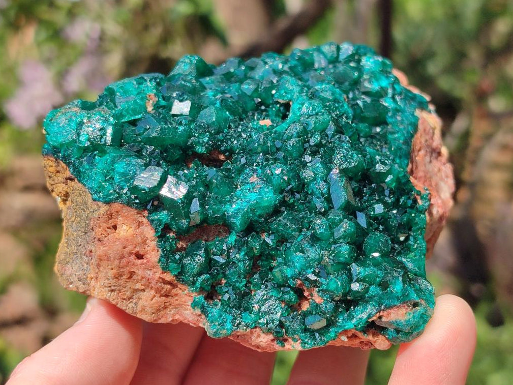 Natural Cabinet Size Dioptase on Dolomite Specimen x 1 From Mashamba East Mine, Congo