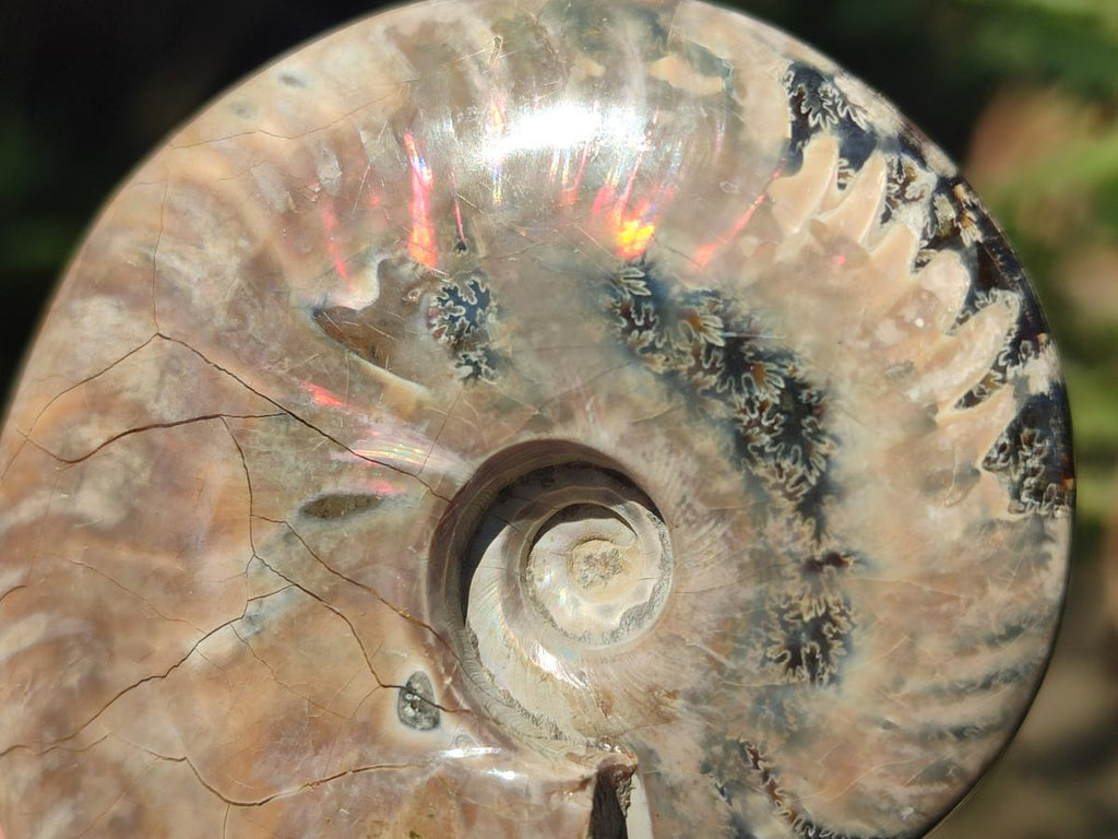 Polished Whole Red Ammolite Cleoniceras Opalized Ammonite Fossils x 3 From Tulear, Madagascar