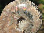 Polished Whole Red Ammolite Cleoniceras Opalized Ammonite Fossils x 3 From Tulear, Madagascar