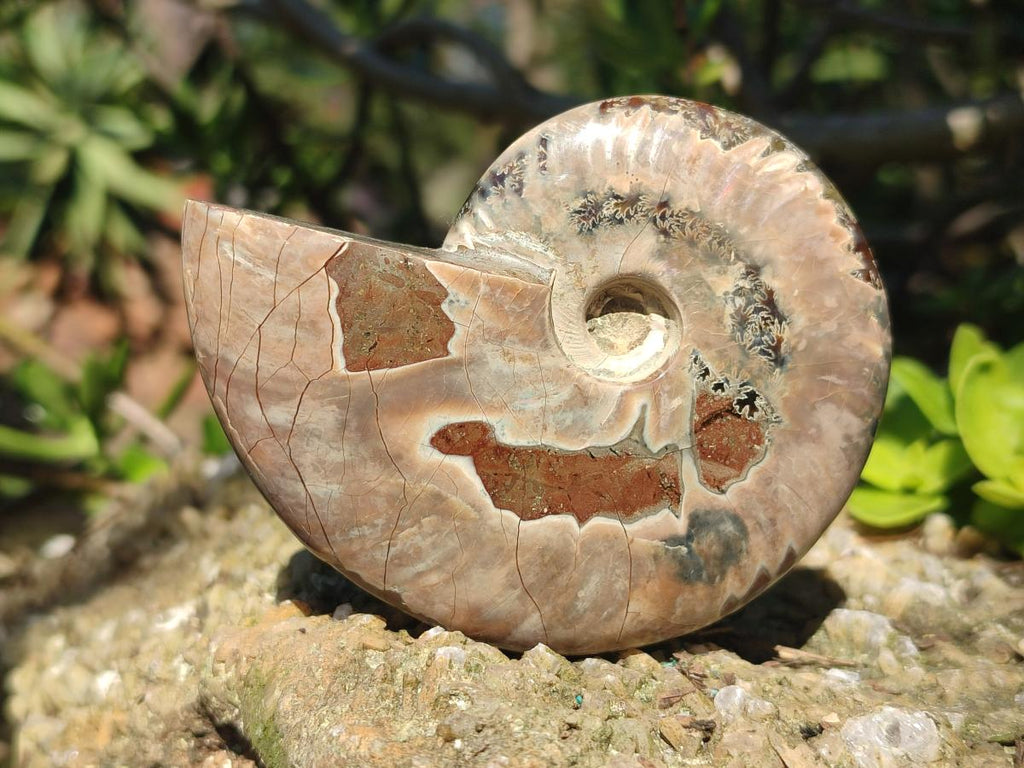 Polished Whole Red Ammolite Cleoniceras Opalized Ammonite Fossils x 3 From Tulear, Madagascar