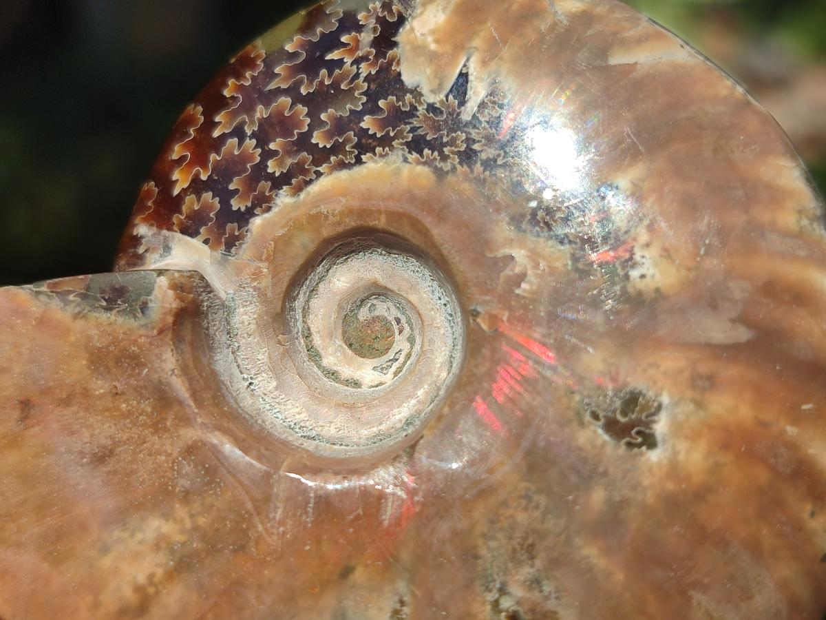 Polished Whole Red Ammolite Cleoniceras Opalized Ammonite Fossils x 3 From Tulear, Madagascar
