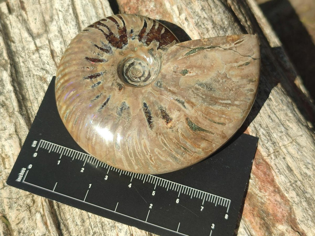 Polished Whole Red Ammolite Cleoniceras Opalized Ammonite Fossils x 3 From Tulear, Madagascar