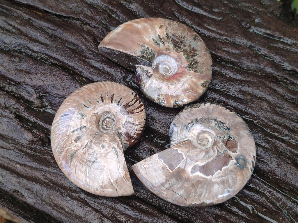 Polished Whole Red Ammolite Cleoniceras Opalized Ammonite Fossils x 3 From Tulear, Madagascar