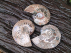 Polished Whole Red Ammolite Cleoniceras Opalized Ammonite Fossils x 3 From Tulear, Madagascar