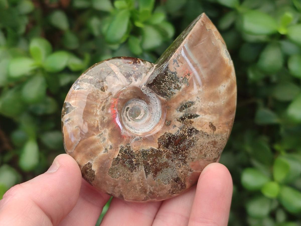 Polished Whole Red Ammolite Cleoniceras Opalized Ammonite Fossils x 3 From Tulear, Madagascar