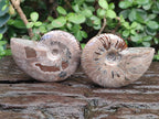 Polished Whole Red Ammolite Cleoniceras Opalized Ammonite Fossils x 3 From Tulear, Madagascar