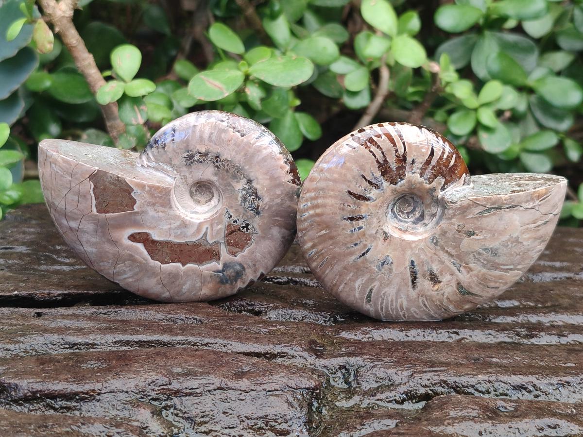 Polished Whole Red Ammolite Cleoniceras Opalized Ammonite Fossils x 3 From Tulear, Madagascar