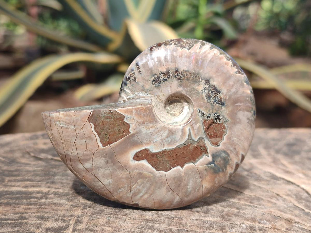 Polished Whole Red Ammolite Cleoniceras Opalized Ammonite Fossils x 3 From Tulear, Madagascar