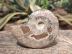Polished Whole Red Ammolite Cleoniceras Opalized Ammonite Fossils x 3 From Tulear, Madagascar