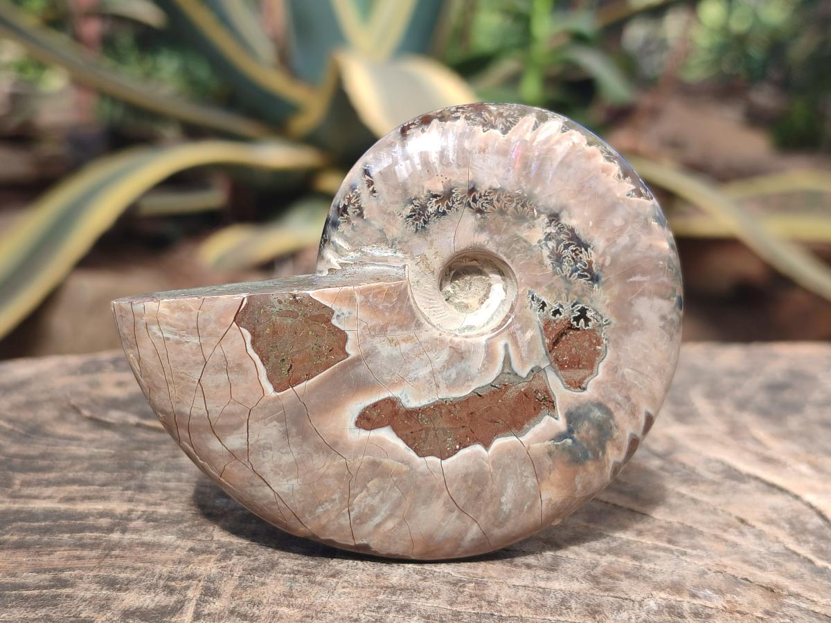 Polished Whole Red Ammolite Cleoniceras Opalized Ammonite Fossils x 3 From Tulear, Madagascar