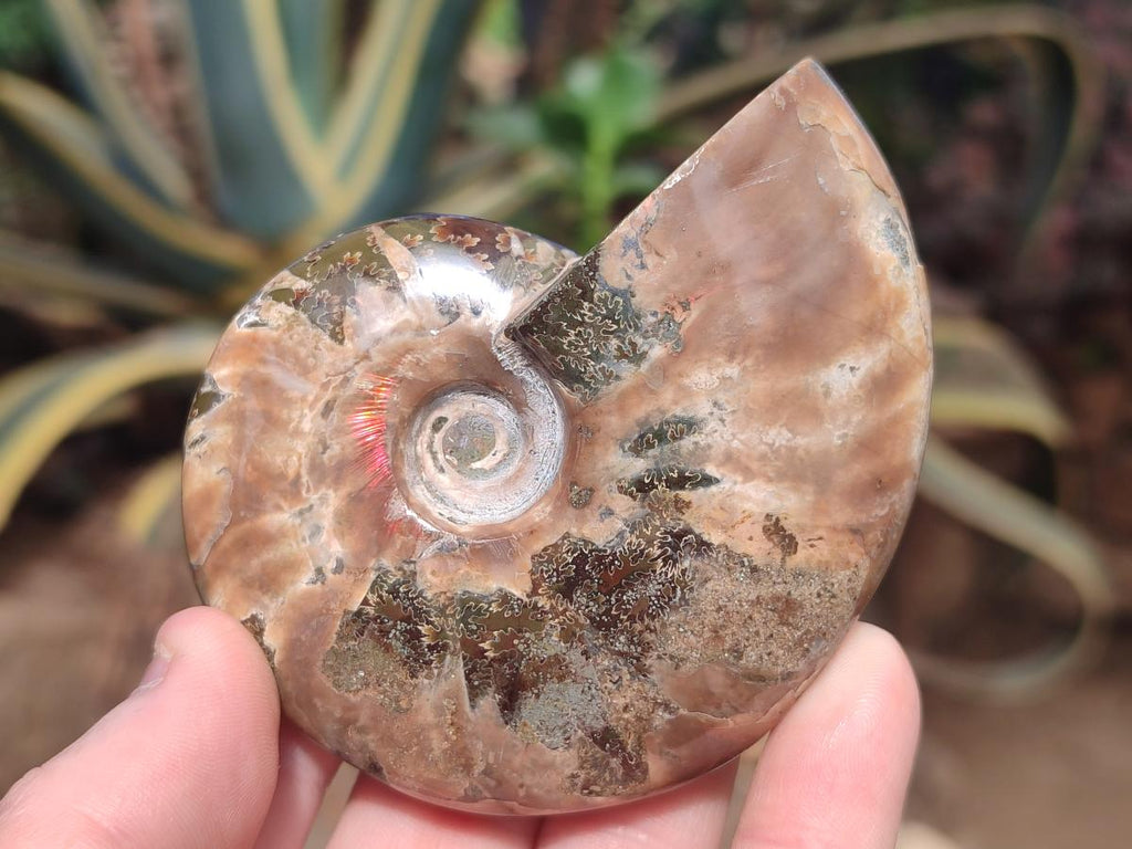 Polished Whole Red Ammolite Cleoniceras Opalized Ammonite Fossils x 3 From Tulear, Madagascar