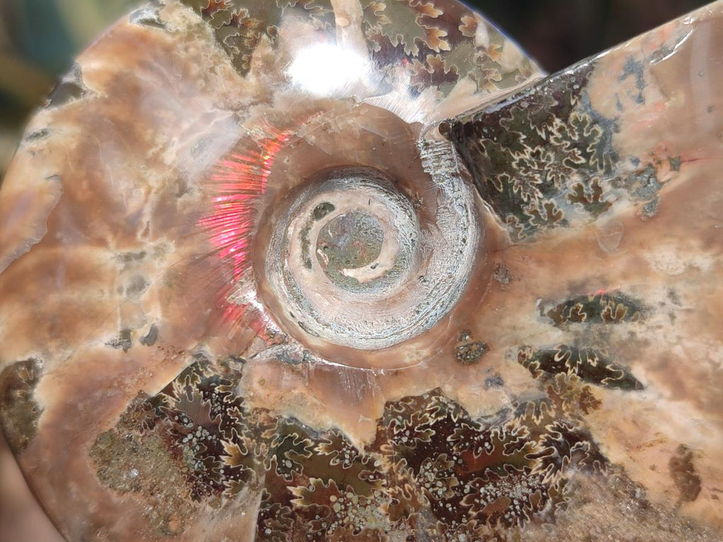 Polished Whole Red Ammolite Cleoniceras Opalized Ammonite Fossils x 3 From Tulear, Madagascar