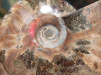 Polished Whole Red Ammolite Cleoniceras Opalized Ammonite Fossils x 3 From Tulear, Madagascar