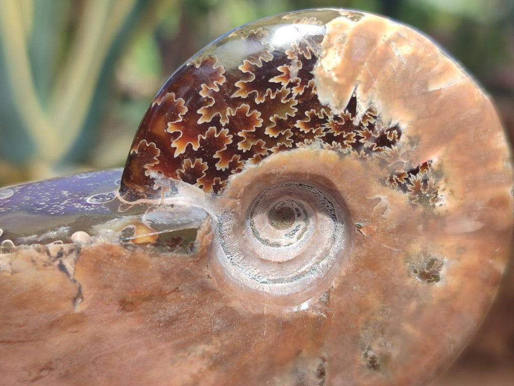 Polished Whole Red Ammolite Cleoniceras Opalized Ammonite Fossils x 3 From Tulear, Madagascar