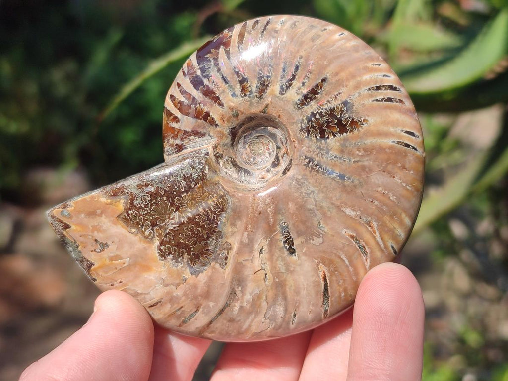 Polished Whole Red Ammolite Cleoniceras Opalized Ammonite Fossils x 3 From Tulear, Madagascar