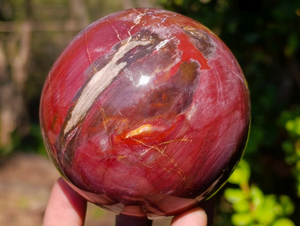 Polished Red Podocarpus Petrified Wood Spheres x 2 From Mahajanga, Madagascar