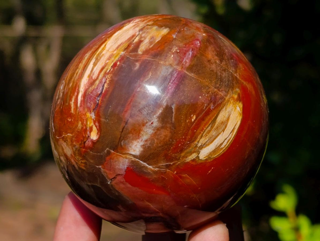 Polished Red Podocarpus Petrified Wood Spheres x 2 From Mahajanga, Madagascar