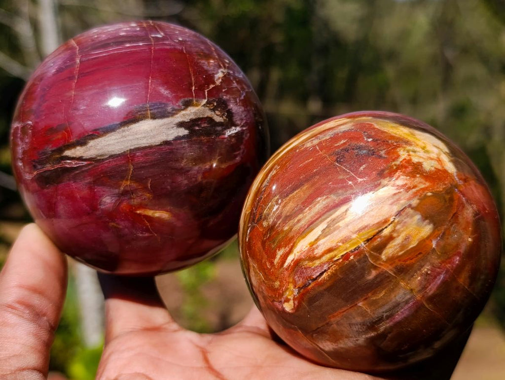 Polished Red Podocarpus Petrified Wood Spheres x 2 From Mahajanga, Madagascar