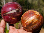 Polished Red Podocarpus Petrified Wood Spheres x 2 From Mahajanga, Madagascar