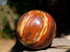 Polished Red Podocarpus Petrified Wood Spheres x 2 From Mahajanga, Madagascar