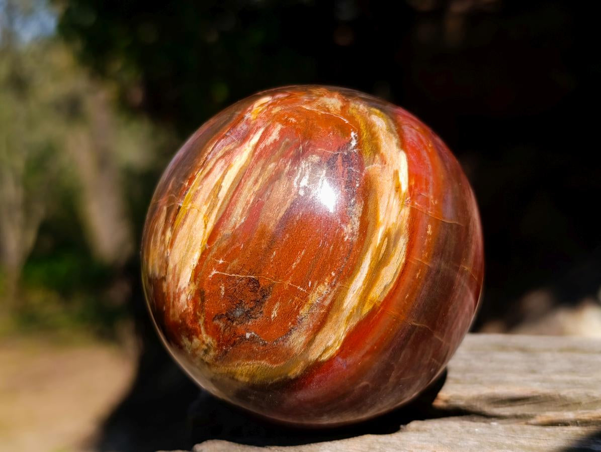 Polished Red Podocarpus Petrified Wood Spheres x 2 From Mahajanga, Madagascar