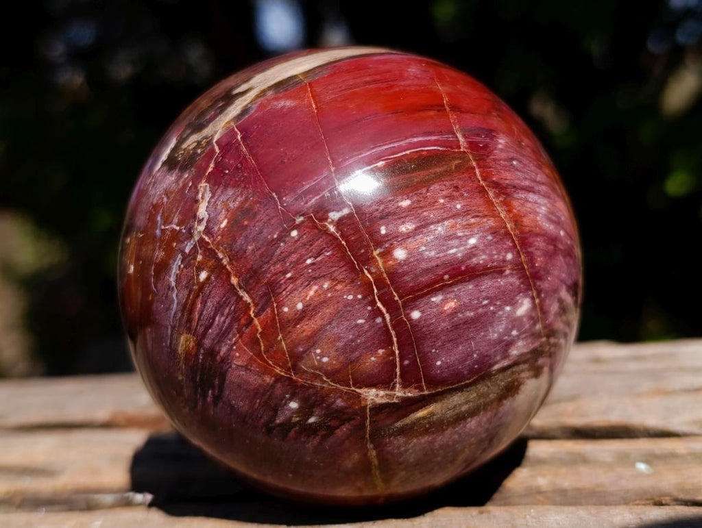 Polished Red Podocarpus Petrified Wood Spheres x 2 From Mahajanga, Madagascar