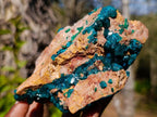 Natural `Large Cabinet Size Dioptase Specimen on Dolomite x 1 From Mashamba East Mine, Congo