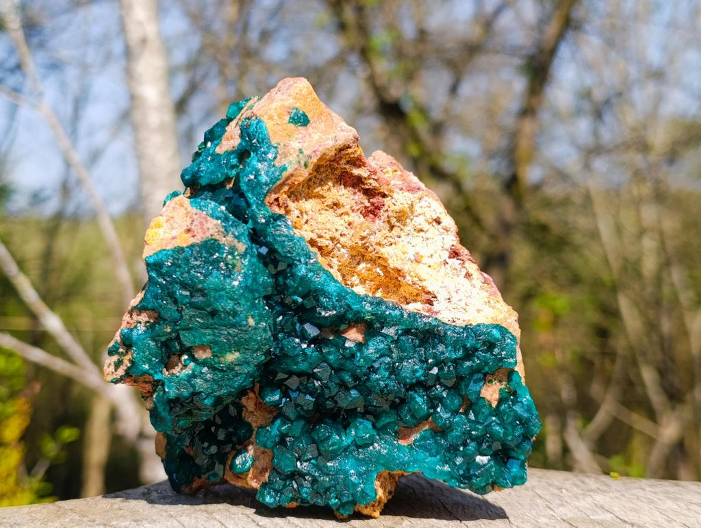 Natural `Large Cabinet Size Dioptase Specimen on Dolomite x 1 From Mashamba East Mine, Congo