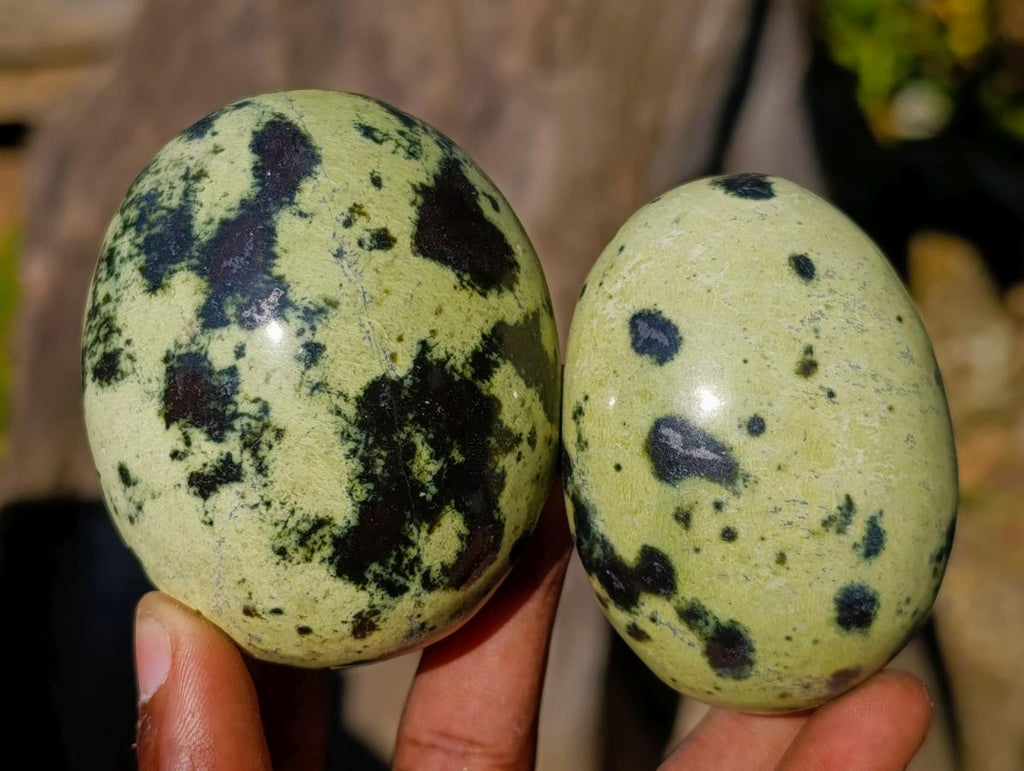Polished Leopard Stone Free Forms x 6 From Zimbabwe