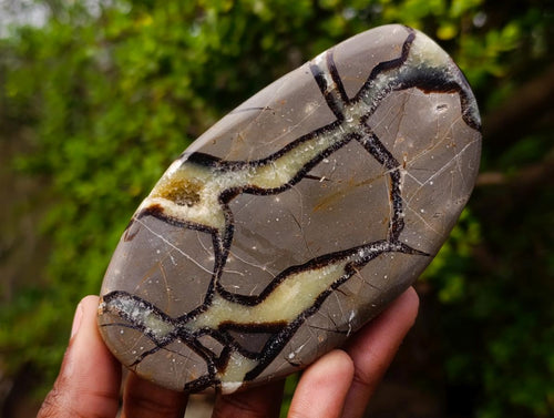 Polished Septerye Slices x 6 From Mahajanga, Madagascar